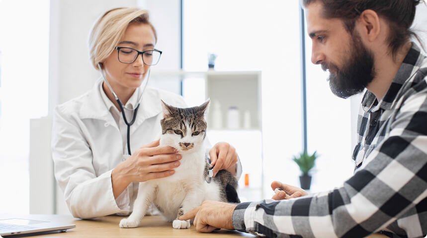 врач беседует с владельцем, на руках у владельца — кот